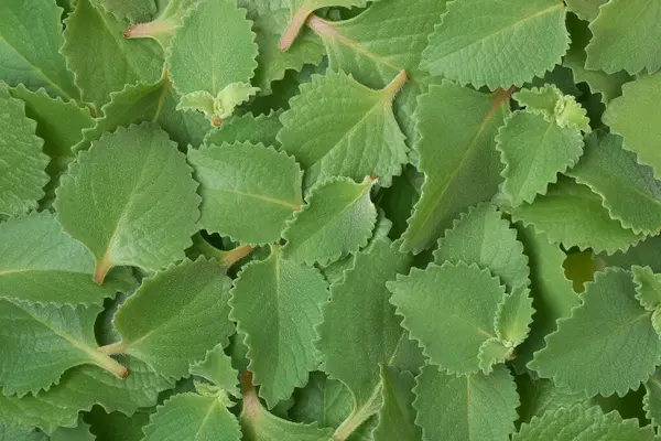 Yeni toplanmış kekik yaprağı yığını, diğer adıyla origanum veya yabani marjoram, yaygın olarak kullanılan aromatik bitkisel nane aile yaprakları ince tüyler, tam kare çekilmiş, bitki arkaplanı