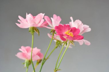 Bir demet gül, aşkın ve sevginin ebedi sembolü, pembe ve kırmızı renk güzel çiçek, yumuşak bir odak noktasında alınmış ve nötr gri arka planda izole edilmiş.