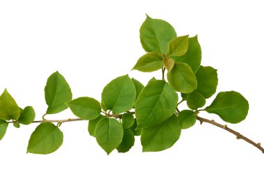 Yeşil yeşillik yakın plan, sivri uçlu eliptik ve beyaz arkaplanda izole edilmiş bougainvillea bitkisinin pürüzsüz desenli dalı