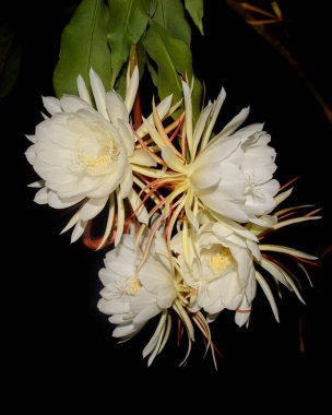 bunch of night-blooming cereus flowers isolated on black background, aka queen of the night, unique rarely blooms and only at night princess of the night cactus plant blossom with leaves clipart