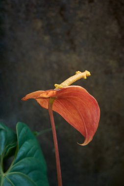 Anthurium çiçeğinin spadix 'i bahçede tozlaşma sonrası meyveler gibi küçük böğürtlen geliştirdi. Kopya alanı ile seçici odak noktası