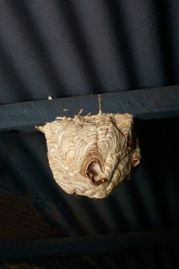 Büyük eşekarısı yuvası çatı altında veya korunaklı bir yerde asılı duruyor, sosyal eşekarıları veya eşekarıları tarafından yaratılmış grimsi kağıt görünümlü, kopyalama alanı ile sokma tehlikesi ve güvenliği kavramı