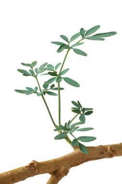 Rue bitkisinin yakın plan çekimleri beyaz arka plan, ruta, zarafet bitkisi ya da bahçe aroması, aromatik şifalı bitkiler, dini ayinlerde de kullanılır.