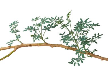 Rue bitkisinin bir kısmı izole edilmiş beyaz arka plan, şalgam dalı, zarafet bitkisi veya bahçe aroması, aromatik şifalı bitkisel yapraklar, ayrıca dini ayinlerde de kullanılır.