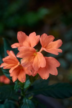 Turuncu kesişen çiçeklerin yakın plan görüntüsü, kestane fişeği, kanakambaram veya marmelat çiçekleri, Hindistan ve Sri Lanka 'ya özgü tropikal çiçekler, kopyalama alanı olan seçici odak noktaları