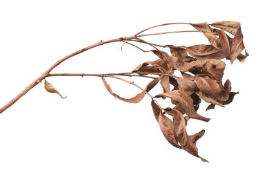 Kuru yapraklı kurumuş ağaç dalı izole edilmiş beyaz arkaplan, geri dönüşümlü bahçe malzemesi, toprak günü veya çevre dostu kavram
