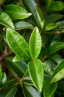 yeşil yapraklar yakın plan görünümü, doğa soyut duvar kağıdı veya tam çerçeve ve dikey yönelimde zemin, seçici odak içinde alınır