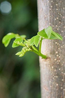 kakawate ya da madre de kakao bitkisi dalları kökünden büyür, değerli tropikal ağaçların taze yaprakları canlı çitler veya kahve, çay ve kakao tarlaları, ilaç ve doğal böcek ilacı için gölgeler, yumuşak odaklı