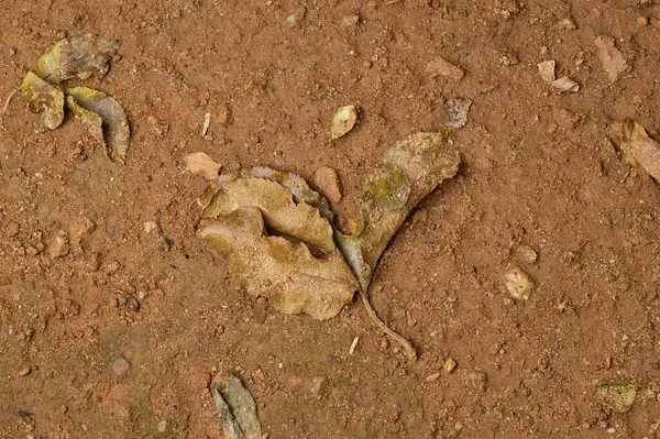 stock image fallen dead leaves decomposing on the ground contributing to soil health and nutrient cycling, essential natural process return fertilizer to the soil, taken from above