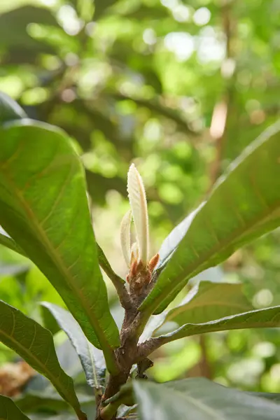 stock image young leaves of loquat tree close-up view in the garden, grown for sweet fruit taken in selective focus with copy space