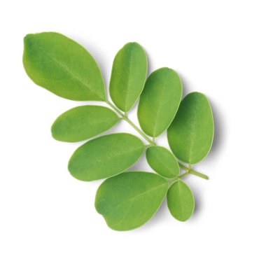 Süper gıda moringa yakın çekim bir ağaç yaprağı izole beyaz arka plan, but çubuğu veya yaban turpu küçük oval biçimli yapraklar yüksek besleyici ve tıbbi özellikler için