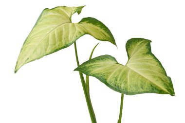 yeşil ve sarı ok başı veya kaz ayağı bitkisi yalıtılmış beyaz arkaplan bırakır, ok şeklinde yaprakları olan popüler ev bitkisi