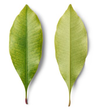 clove plant leaves isolated white background, green color fragrant and glossy which emit strong aromatic scent used in medicine and perfumes, close-up of both sides clipart