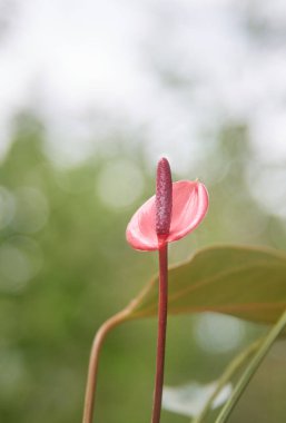 Bahçesinde yaprakları olan küçük pembe anthurium çiçeği, kuyruk çiçeği, flamingo, laceleaf çiçeği, koyu kırmızı spadiks ile kalp şeklinde kürekler, fotokopi alanı ve bulanık arkaplan ile yumuşak odak