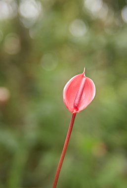 Bahçedeki tek bir küçük pembe anthurium çiçeği, kuyruk çiçeği, flamingo, laceleaf çiçeği koyu kırmızı spadiks ile kalp şeklinde kürekler, kopyalama alanı ve bulanık arkaplan ile yumuşak odak