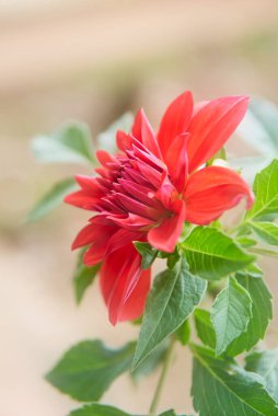 Bahçenin arka planında canlı kırmızı yıldız çiçeği, güzel, papatya gibi zarif çiçek başı, fotokopi alanı ile yumuşak odak