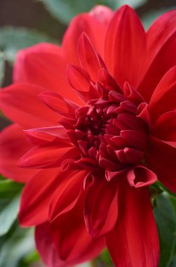 Bahçede çiçek açan kırmızı yıldız çiçeğinin yakın çekimi, güzel papatya gibi zarif çiçek başı, yumuşak odak