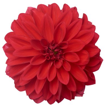 Çiçek açan kırmızı yıldız çiçeği, izole edilmiş beyaz arka plan, güzel, papatya gibi zarif çiçek başı, doğrudan yukarıdan alınmış.