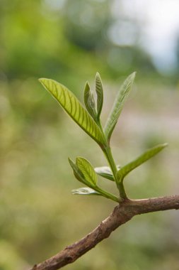 Genç guava bitki sapına yakın çekim yapmak ya da ateş etmek ağaç dalından, hızlı büyüyen küçük ağaçtan ya da tropikal ve subtropikal bölgelerde yaygın olan çalılıktan, kopyalama alanının yumuşak odak noktasından yetişir.