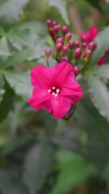 Koyu kırmızı renkli kardinal sarmaşığı ya da Leydi Kapı Salyangozu 'nun sabah çiçeği, dikey odak noktasında tropikal süs asması.