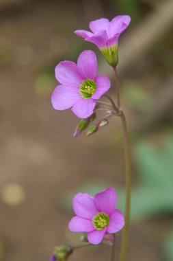 Pembe oksalis ya da ahşap doru, sahte yonca, narin, canlı çiçekler, bulanık arka planda yumuşak odak