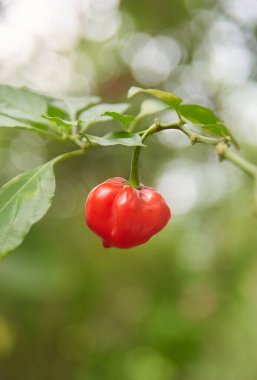 Bahçede yetişen kırmızı biber, buruşuk ya da gamzeli cilt aromalı en sıcak baharata yakın mutfak malzemesi, fotokopi alanı ile yumuşak odak