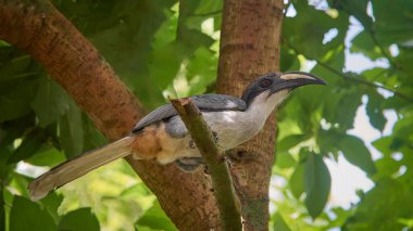 Sri Lanka gri boynuz gagalı kuşu doğal habitatında ağaç dalına tünemiş, büyük kavisli gagalı, gri gövdeli ve beyaz kuyruklu ikonik kuş, yumuşak odaklı