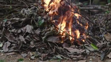 burning fallen tree leaves and branches in the garden, quick and easy disposal of waste, traditional agricultural practice concept in close-up