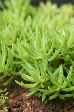 Meksika taş ropunun yakın çekim makrosu, küçük yeşil düşük büyüyen sulu bitki kalın etli yapraklar, bulanık arkaplan ile yumuşak odak