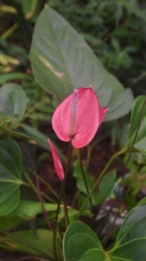 Bahçenin arka planında kırmızı ya da pembe anthurium çiçeklerinin yakın plan görüntüleri, yumuşak odak noktasında süslemeli flamingo çiçekleri ve doğal ışık, dikey yönelim