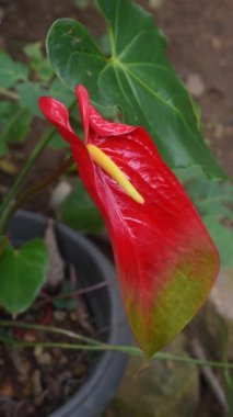 Büyük çiçekli anthurium çiçekleri izole edilmiş beyaz arka plan, flamingo veya laceleaf iki tonlu yeşil kenarlar ve kırmızı merkez spat, doğal ışığa ve dikey yönelime yumuşak odaklanma