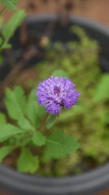Bahçedeki yaygın ya da siyah knapweed çiçeğinin yakın çekimi, yumuşak odak noktasındaki mor çekici çiçeğin üst görünümü ve doğal ışıktaki bulanık arkaplan
