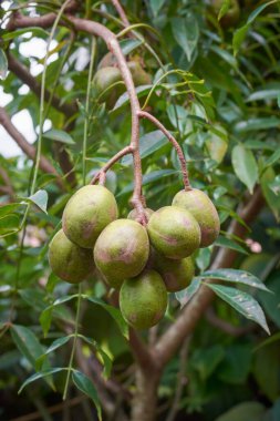 bunch of ambarella fruits hanging from branch, june plum or golden apple in soft focus and blurry outdoor background clipart