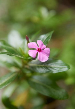 Pembe düz yüzlü yakın plan, beş yapraklı madagaskar menekşesi veya bahçe arka planında zıt merkezli vinca bitki çiçeği, fotokopi alanı ile yumuşak odak