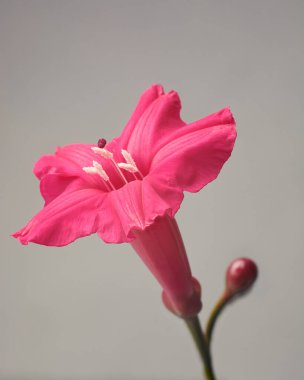 close-up of deep bright red cardinal creeper or lady doorly's morning glory flower isolated gray background clipart