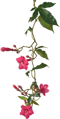 Koyu kırmızı kardinal sarmaşığı ya da Leydi Kapı Perisi 'nin çiçeklerle süslenmiş zafer çiçeği beyaz arka plan