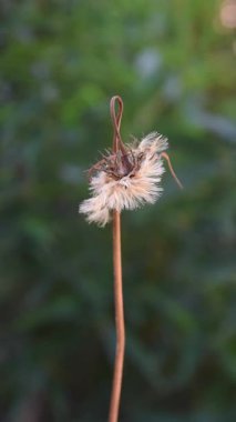 Solmuş Gerbera papatya çiçeğinin yakın plan resmi kahverengi desenli tohum başlıklı ve eğri veya eğri gövdeli, bulanık arka planlı yumuşak odaklı