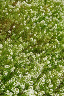 Küçük beyaz çiçekli tatlı alyssum bitkisi bahçedeki halı çiçeği gibi, düşük büyüyen bitkiler toprak örtüsü ya da manzara olarak kullanılıyor, tatlı koku arıları ve kelebekleri çekiyor, yumuşak odak noktası