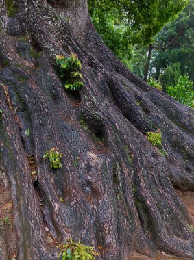 Çok büyük ağaç tabanından yayılan kalın desenli kök sistemi, koyu kahverengi renk olgun ve eski ağaç tabanı bahçede, yumuşak odaklı.