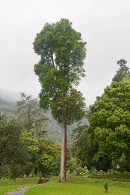 Bahçede uzun kapok ağacı, ceiba pentandra, düz gövde görkemli tropik ağaç, fotokopi alanı ile yumuşak odak