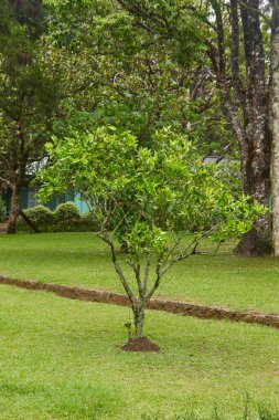 Bahçedeki ya da parktaki çimenlik çimenlikteki turunçgil ağacının tamamı, gündüz vakti doğal ışık altında fotokopi alanı olan yumuşak bir odak noktası.