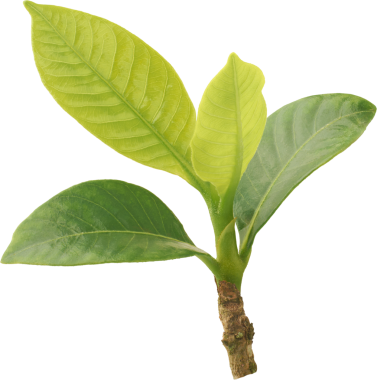 Taze yaprakları olan küçük yeşil bitki fidanlarının yakın çekimi ve sapı izole edilmiş beyaz arka plan, canlı yaprakların sağlıklı erken büyümesi, başlangıçlar, sürdürülebilirlik ve doğa konsepti