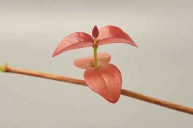 Pitanga ya da surinam kiraz bitkisinin genç yapraklarının yakın çekim makro görüntüsü izole gri arka plan, kestane rengi yaprakların hassas ve taze büyümesi