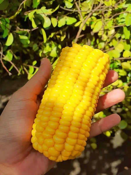 Beautiful Colorful Corn Cut Half — Stock Photo, Image