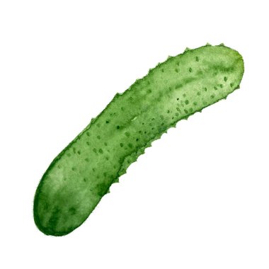 Suluboya yüksek kalitede salatalık çizimi beyaz arka planda izole edilmiş, yemek tasarımı için elle çizilmiş. Paketler, restoran ve kafe menüsü, tarifler, doğal organik gıda, etiket, logo dekor ve tasarım.