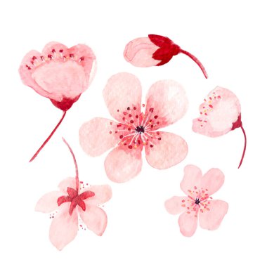 Suluboya elle boyanmış. Yüksek kaliteli pembe sakura çiçeği suluboya çizimi beyaza izole edilmiş. Doğa tasarımı. Kartlar, pankartlar, düğün, davetiyeler, güzellik salonları için yüksek kaliteli illüstrasyon.