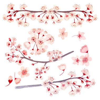 Suluboya elle boyanmış. Yüksek kaliteli pembe sakura dalları ve beyaza ayrılmış çiçekler. Doğa tasarımı. Kartlar, pankartlar, düğün, davetiyeler, güzellik salonları için yüksek kaliteli illüstrasyon.