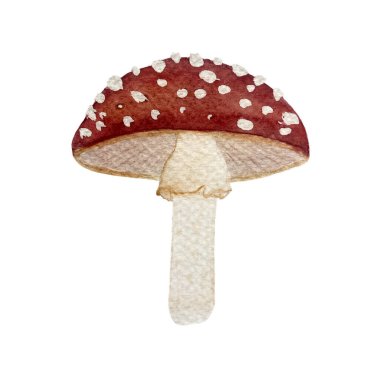 Beyaz arka planda izole edilmiş suluboya yüksek kalite sinek yaban mantarı illüstrasyonu. Çocuk ürünleri, kartlar, paketler, etiket, logo dekoru için klip koleksiyonu