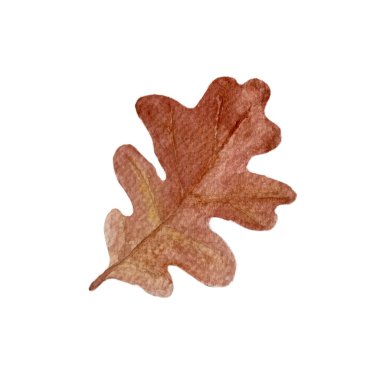 Meşe yaprağı, beyaza izole edilmiş suluboya çizimi. Vahşi orman bitkisi yapraklı yüksek kaliteli çizimler. Orman çocukları için basit düz stil tasarımlar, kartlar, posterler, tekstil ve paketler..