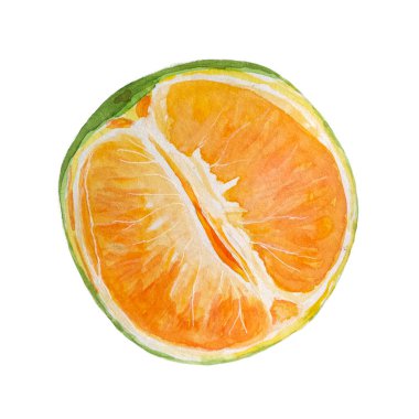 Portakal renkli suluboya beyaz arka planda izole edilmiş, yiyecek tasarımı için elle çizilmiş. Paketler, restoran ve kafe menüsü, doğal organik gıda, etiket, logo ve dekor.